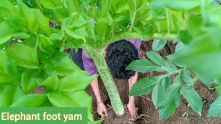 Elephant foot yam  Chena  Amorphophallus paeoniifolius [upl. by Fedak849]