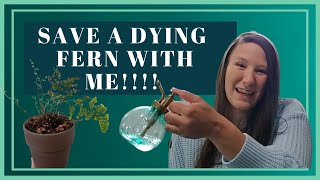 How To Care For A Fern  How To Revive a Dying Fern  How To Make Humidity [upl. by Nyladgam]