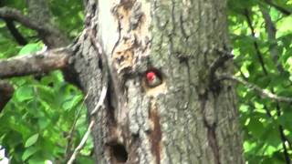 Red Headed Woodpecker Mating Call [upl. by Galvan]