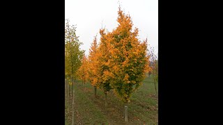 Parrotia Golden BellTower™ [upl. by Anigroeg956]