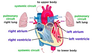 The Circulatory System Part 1 The Heart [upl. by Bilac]