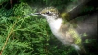 Hummingbird Sounds  Up Close and Loud [upl. by Tay116]