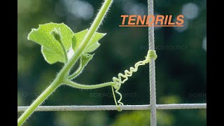 Pea Plant Growing Time Lapse  55 Days In 2 Minutes [upl. by Rudie]