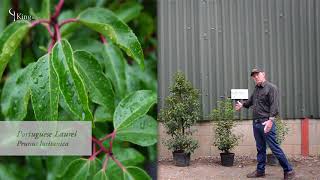 Laurel Hedge Information and Advice about Cherry Laurel and Portuguese Laurel [upl. by Juditha559]