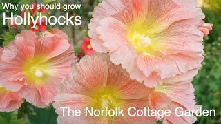 HOLLYHOCKS FLOWERS Why you should grow Hollyhocks flowers [upl. by Giles]