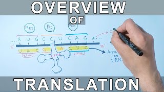 Overview of Translation  Protein Synthesis [upl. by Sheff]