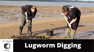 Digging and Storing lug worm for a fishing trip [upl. by Aninep]