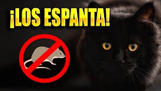 Sonido de gato para ESPANTAR ratas AHUYENTAR RATONES 🐀🚫 [upl. by Jenifer]