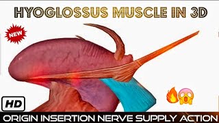 HYOGLOSSUS MUSCLE Anatomy in 3D ANIMATION Origin Insertion Nerve Supply amp Actions  HEAD AND NECK [upl. by Nnylirej]