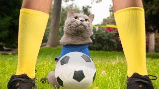 World Cup Cats [upl. by Dorella]