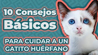 CÓMO CUIDAR A UN GATITO BEBÉ SIN MAMÁ  GUÍA COMPLETA GATITOS HUÉRFANOS [upl. by Cita]