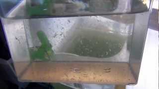 Raise Brine Shrimp Indoors to Adults easy and almost free [upl. by Sarine]