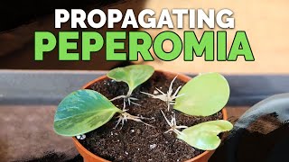 How to Propagate Peperomia 2 Easy Methods [upl. by Willis]