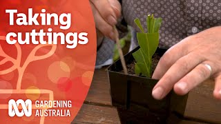 Softwood hardwood and semihardwood cuttings  Gardening 101  Gardening Australia [upl. by Monafo]