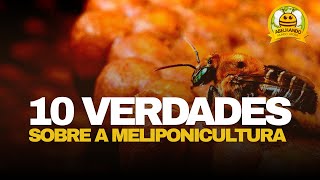 10 VERDADES sobre a Meliponicultura [upl. by Tevis]