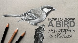 How to Draw a Realistic Bird [upl. by Imefulo]