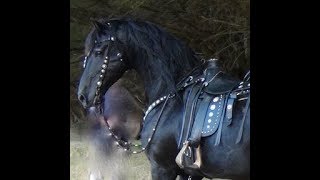 FRIESIAN HORSE  A Documentary about the Amazing Friesian Horse [upl. by Acnayb]