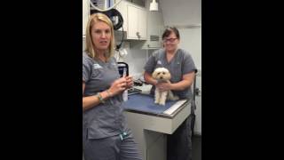 Veterinary Learning Series Jugular Blood Draw in a Dog [upl. by Annovy]