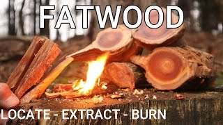 Is this natures greatest Fire Starter Fatwood for Bushcraft amp Survival  How to find burn cook [upl. by Allenotna230]