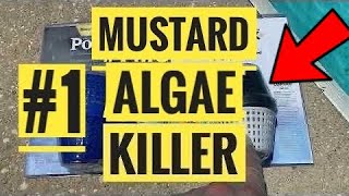 1 Swimming Pool Mustard Algae Killer [upl. by Ynahpets]