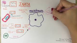 Macrófago produção e secreção de citocinas [upl. by Ninnahc]