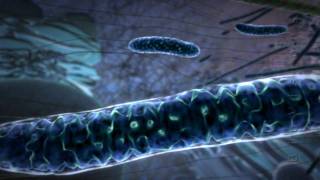 Powering the Cell Mitochondria Animation [upl. by Afesoj193]