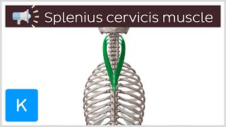 Splenius cervicis muscle  Anatomical Terms Pronunciation by Kenhub [upl. by Odlaniger]