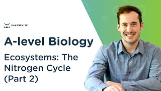 Ecosystems The Nitrogen Cycle  Alevel Biology  OCR AQA Edexcel [upl. by Reyem]