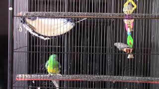 😍🦜 DOES YOUR RED RUMP PARROT MAKE SOUNDS LIKE THIS🦜 [upl. by Eynaffit]