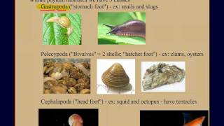 Invertebrate Diversity Part 2 Mollusks A Case Study [upl. by Nitsreik]