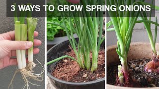 THREE WAYS TO GROW SPRING ONIONS  how to grow spring onions at home [upl. by Nyliret]