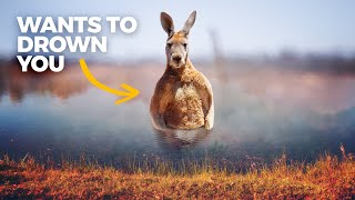 The Insane Biology of Kangaroos [upl. by Amati]