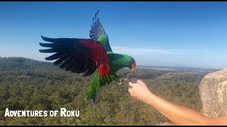 Eclectus amp Major Mitchell Parrot Free Flying [upl. by Yrffej]