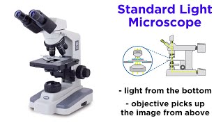 Light Microscopy Function and Utility [upl. by Zeuqram]