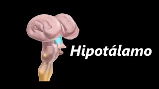 Anatomia do Hipotálamo em 3D [upl. by Natelson]