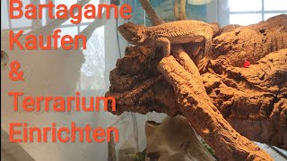 Bartagame Kaufen  Bartagamen Haltung  Terrarium Einrichten [upl. by Ela]