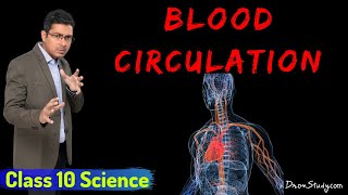 Meet the heart  Circulatory system physiology  NCLEXRN  Khan Academy [upl. by Ielarol]