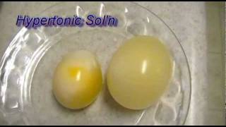 Egg Osmosis Hypertonic vs Hypotonic Solution [upl. by Barnard]