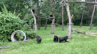 Gorillas at Burgers Zoo [upl. by Assital296]