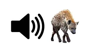 Hyena  Sound Effect  ProSounds [upl. by Normy]