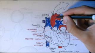 Cardiovascular System Anatomy [upl. by Eiro]