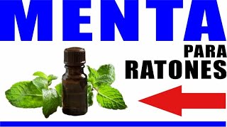 Menta para ahuyentar ratones ⭐ con ACEITE  PLANTA  HOJAS [upl. by Nageem]