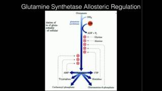 Glutamine Synthetase Allosteric Regulation [upl. by Notecnirp]