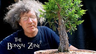 Pruning my Large Cedar and my Austrian Pine Bonsai The Bonsai Zone June 2020 [upl. by Aillicec]