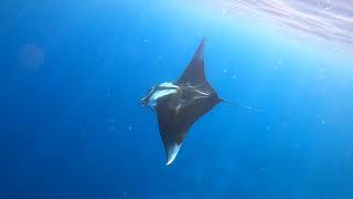 Snorkeling in Sharks Bay Sharm El Sheikh Egypt Red Sea May 2021 [upl. by Monia]