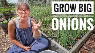 MY TOP 4 TIPS  Growing Big Onions [upl. by Pauli88]