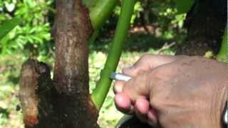 Top working  canopy change avocado tree  veneer grafting Part II extending the season [upl. by Esor]