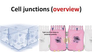 cell junction overview [upl. by Jamill]