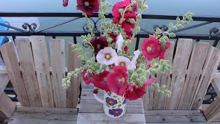 How To Harvest amp Condition Hollyhocks To Use As Cut Flowers  Ep 108 [upl. by Siol]