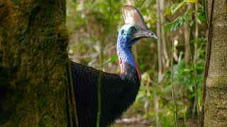 Filming The Worlds Deadliest Bird  Wild Stories  BBC Earth [upl. by Nittirb]